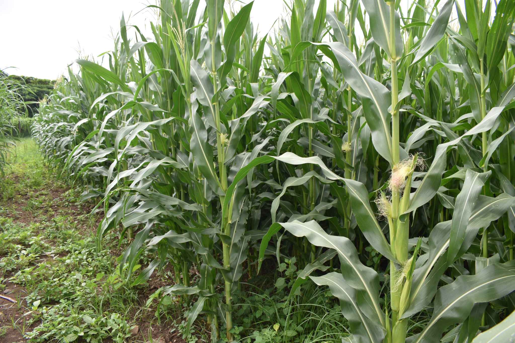 Livestock Farm MAFSU Subcetre  Fodder Unit